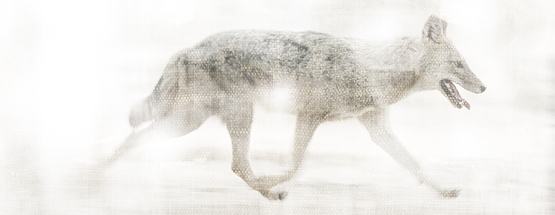 Clarissa Pinkola Estés, author of Women Who Run With The Wolves