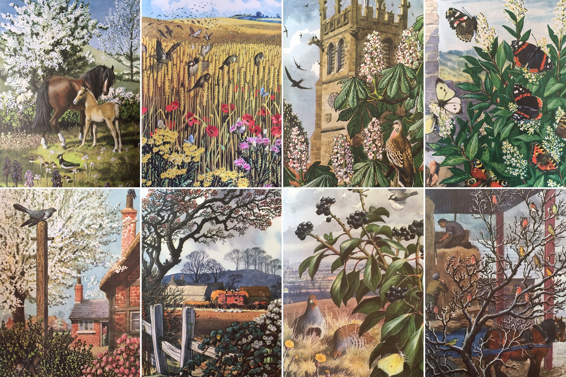 Ladybird nature books
